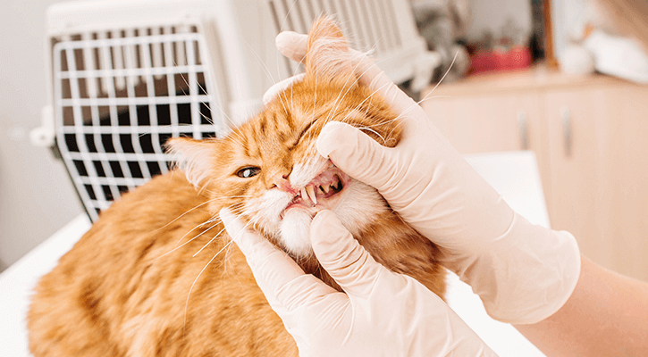 cat dental care