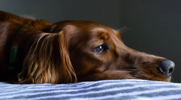 sad golden retriever