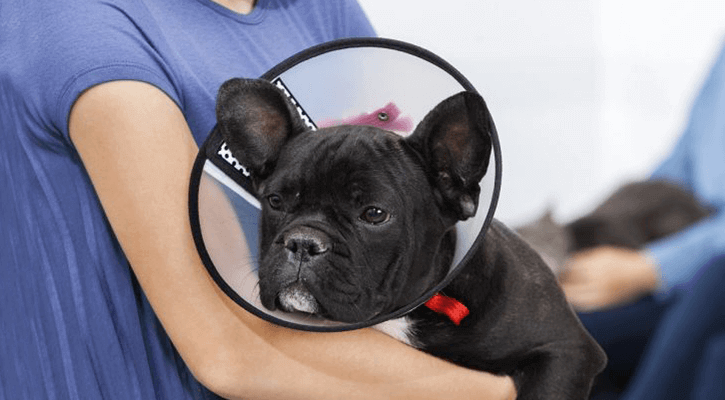 dog with cone on