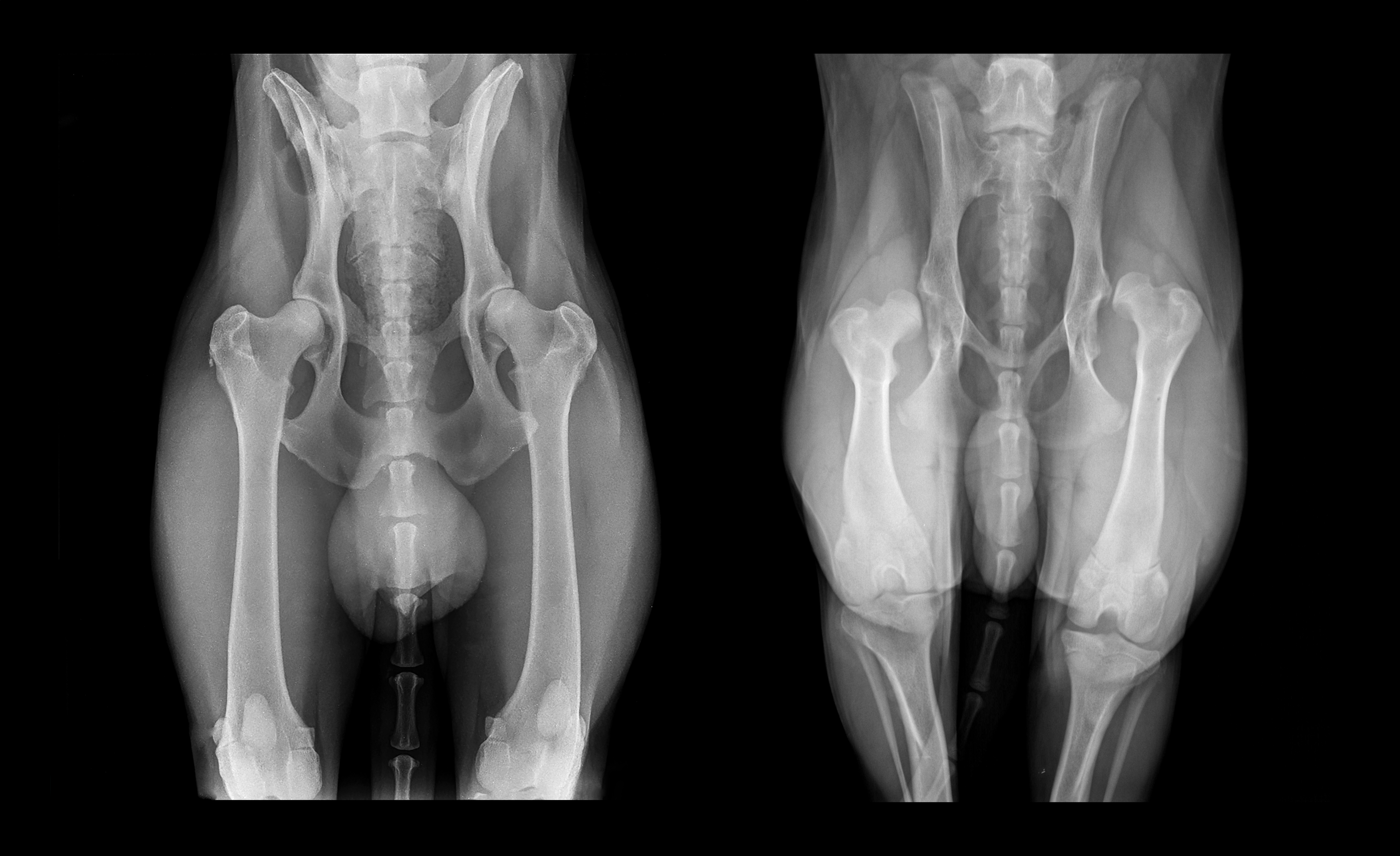 X-ray picture of a dog. The hip of a dog. Taz, joints, bones, ta