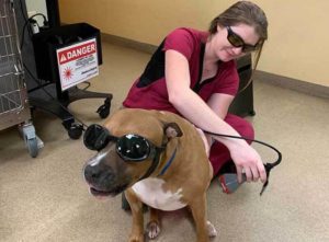 laser therapy for pets