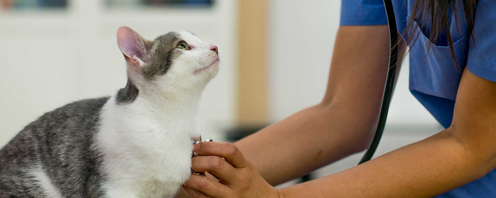 staff cat with the vet
