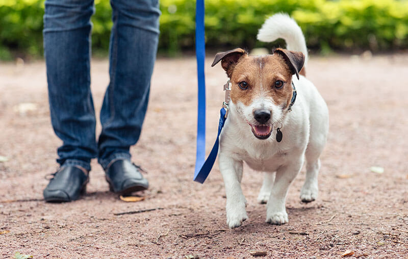 a dog getting walked