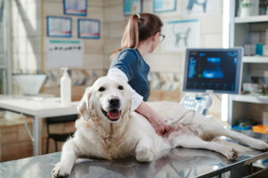 dog getting an ultrasound